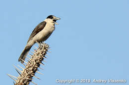 Xenopirostris Bonaparte 1850的圖片