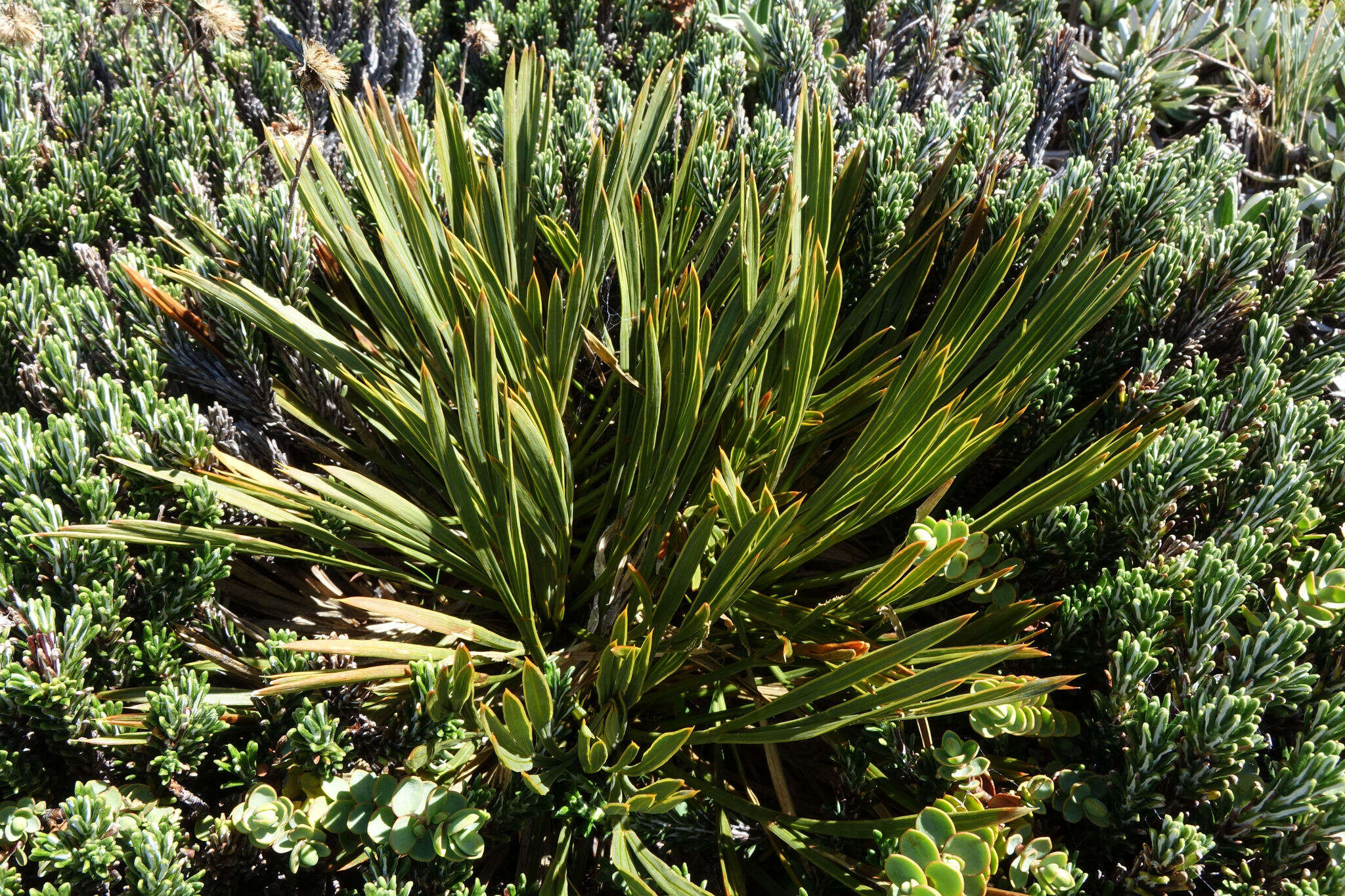 Image of Aciphylla montana var. gracilis (Oliv.) J. W. Dawson