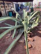 Image of Agave mapisaga Trel.