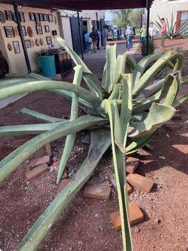 Image of Agave mapisaga Trel.