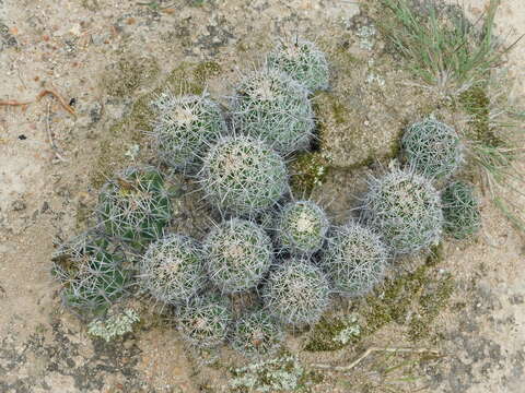 Image of Coryphantha clavata (Scheidw.) Backeb.