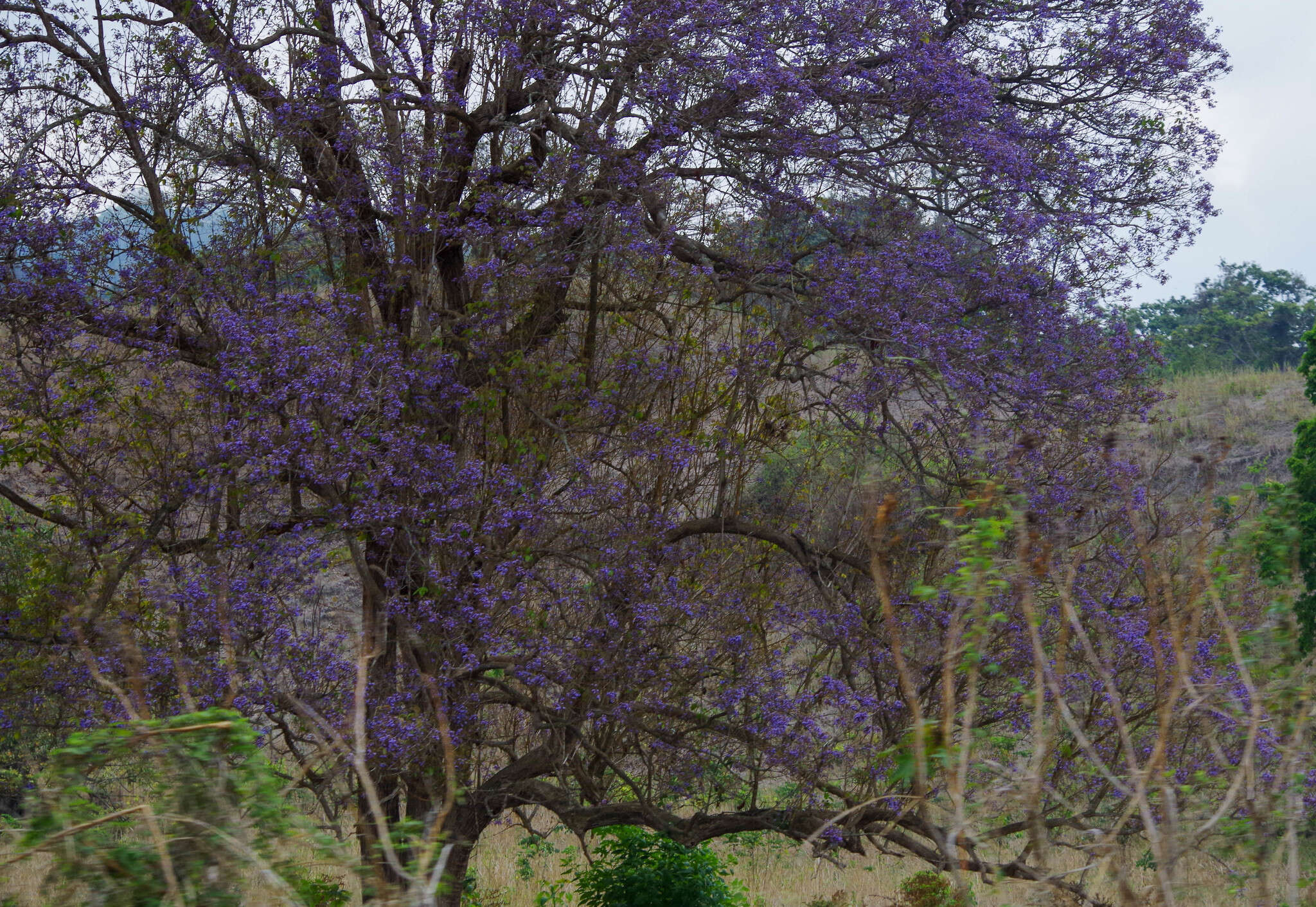 Image of Vitex gigantea Kunth