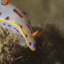 Plancia ëd Hypselodoris perii Gosliner & R. F. Johnson 2018