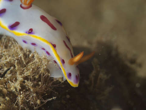 Image of Hypselodoris perii Gosliner & R. F. Johnson 2018