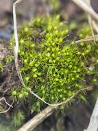 Image of pleuridium moss