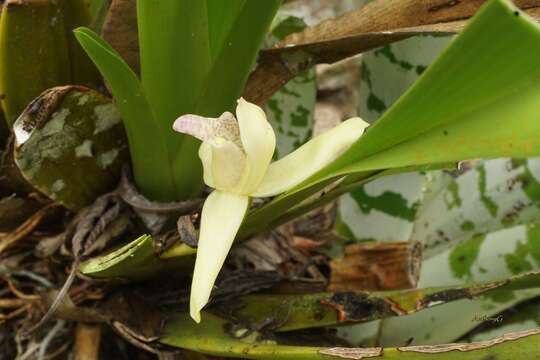 Image of Maxillaria violaceopunctata Rchb. fil.