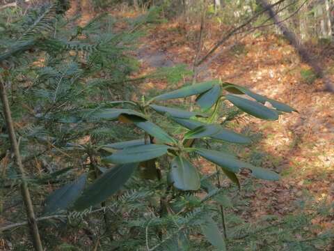 صورة Rhododendron brachycarpum D. Don ex G. Don