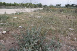 Image of garden baby's-breath