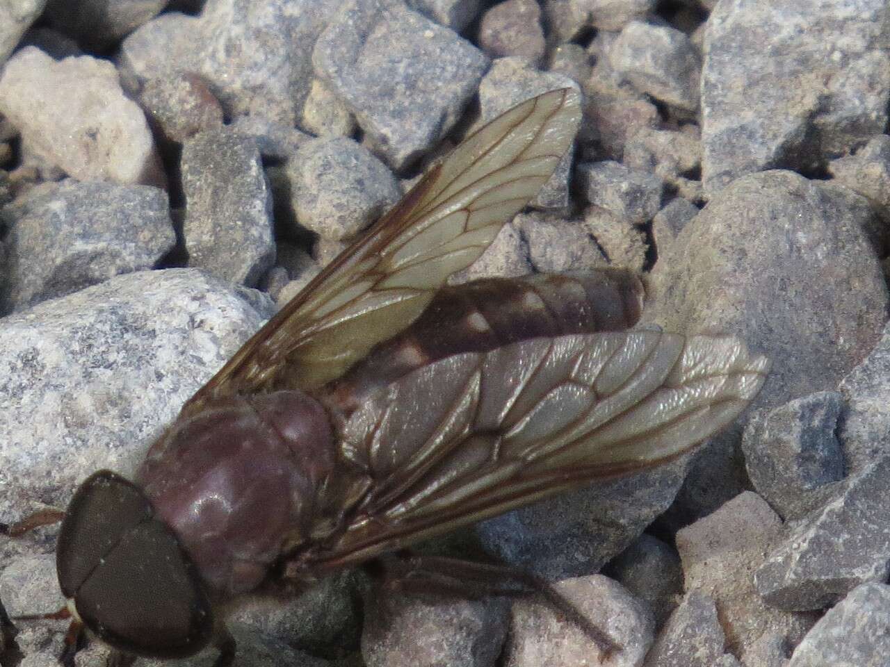 Image of Tabanus catenatus Walker 1848