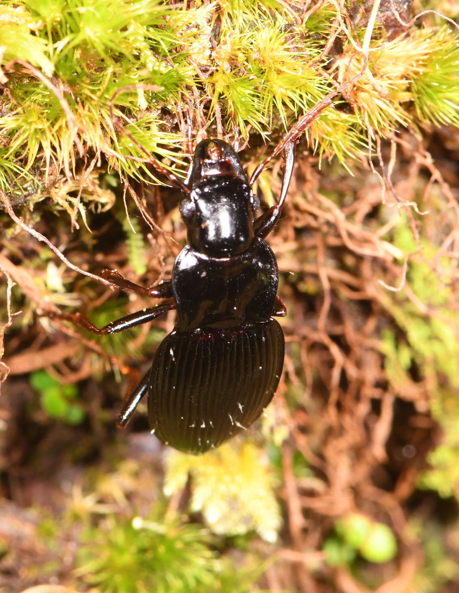 Image of Parabaris atratus Broun 1881