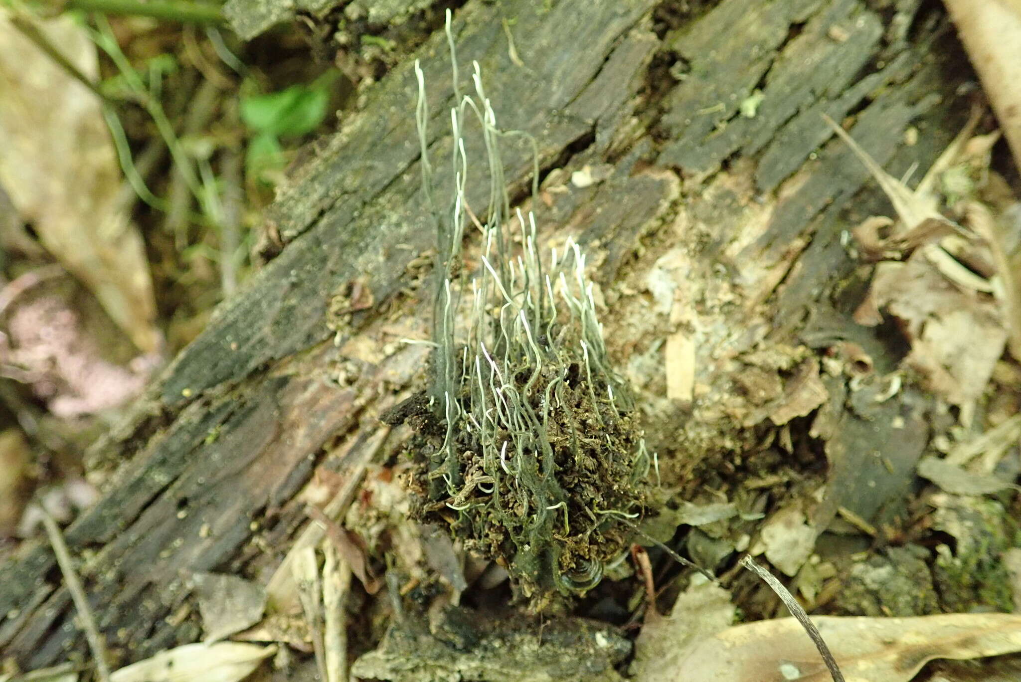 Imagem de Xylaria liquidambaris J. D. Rogers, Y. M. Ju & F. San Martín 2002