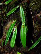 Image of Pleurothallis discoidea Lindl.