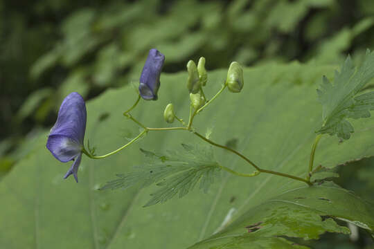 Image of Aconitum sczukinii Turcz.