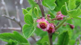 Image of Bridgesia incisifolia Bert. ex Cambess.