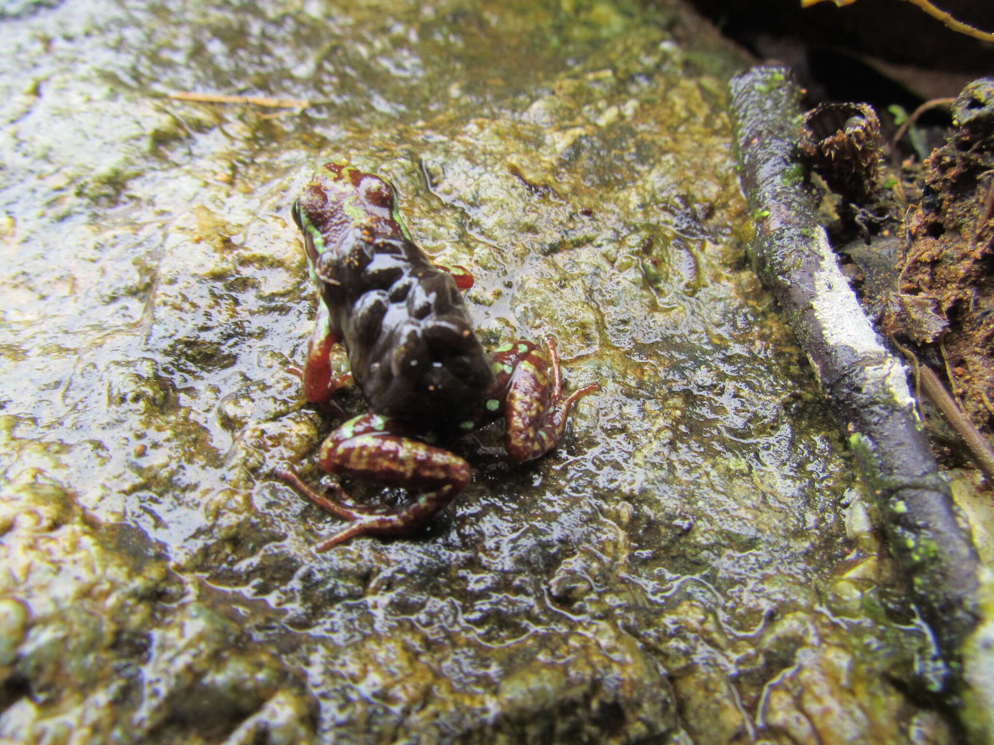 Image of Anthony's Poison-Arrow Frog