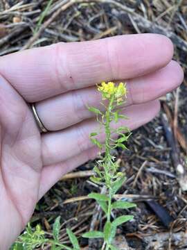 Image of golden draba