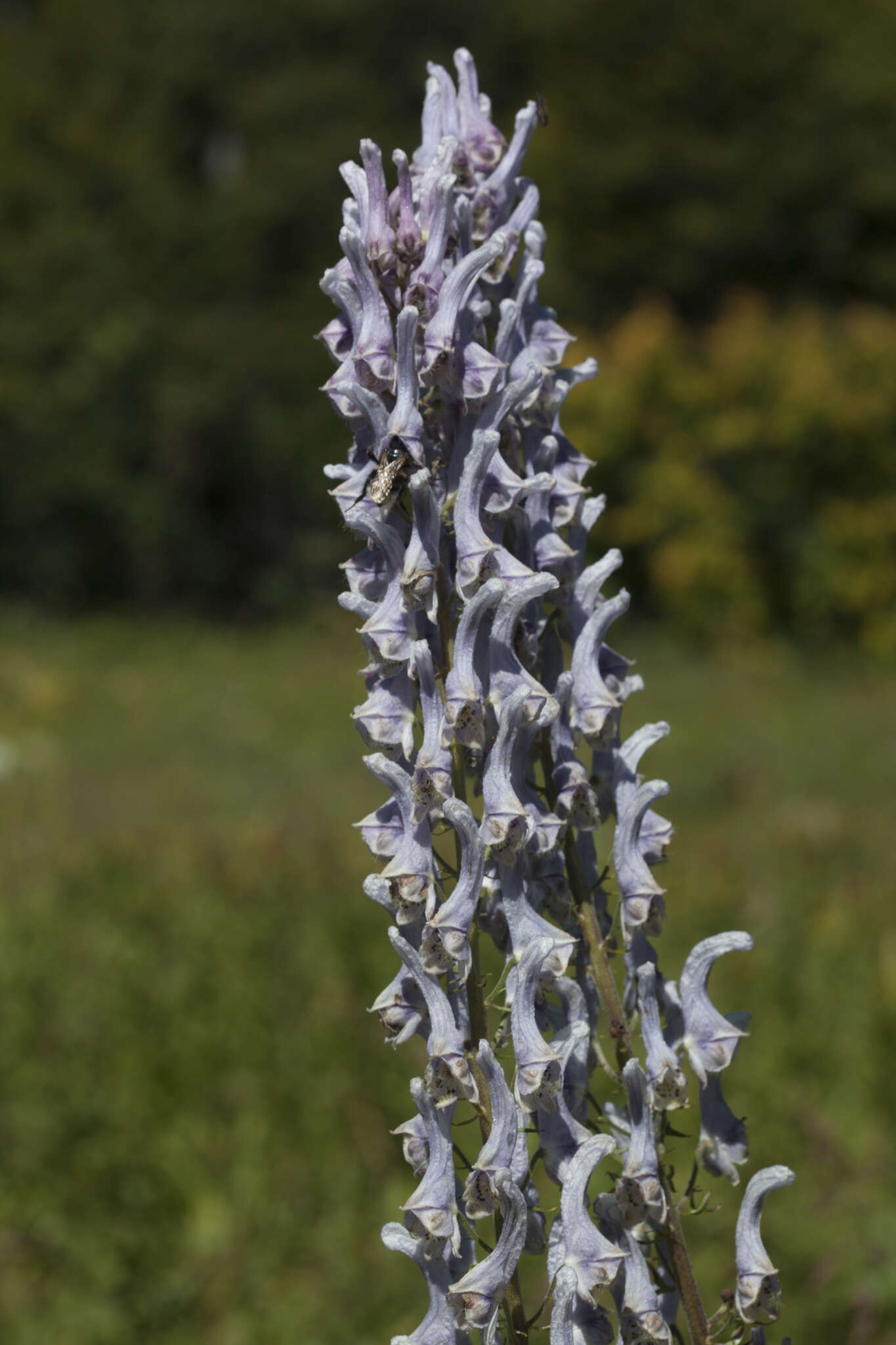 Aconitum orientale var. ponticum Rapaics的圖片