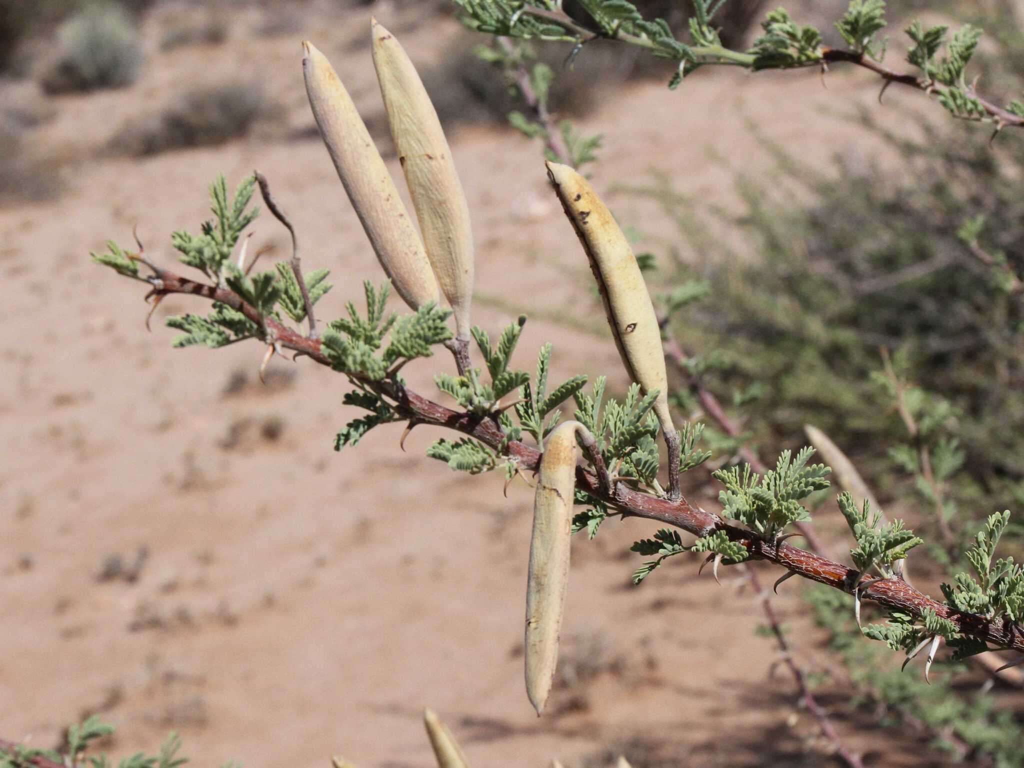 Sivun Vachellia hebeclada subsp. hebeclada kuva