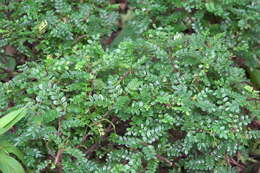 Image of Zanthoxylum beecheyanum K. Koch