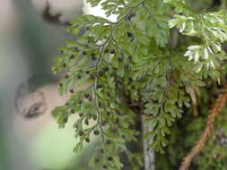 Image of Hymenophyllum sanguinolentum (G. Forst.) Sw.