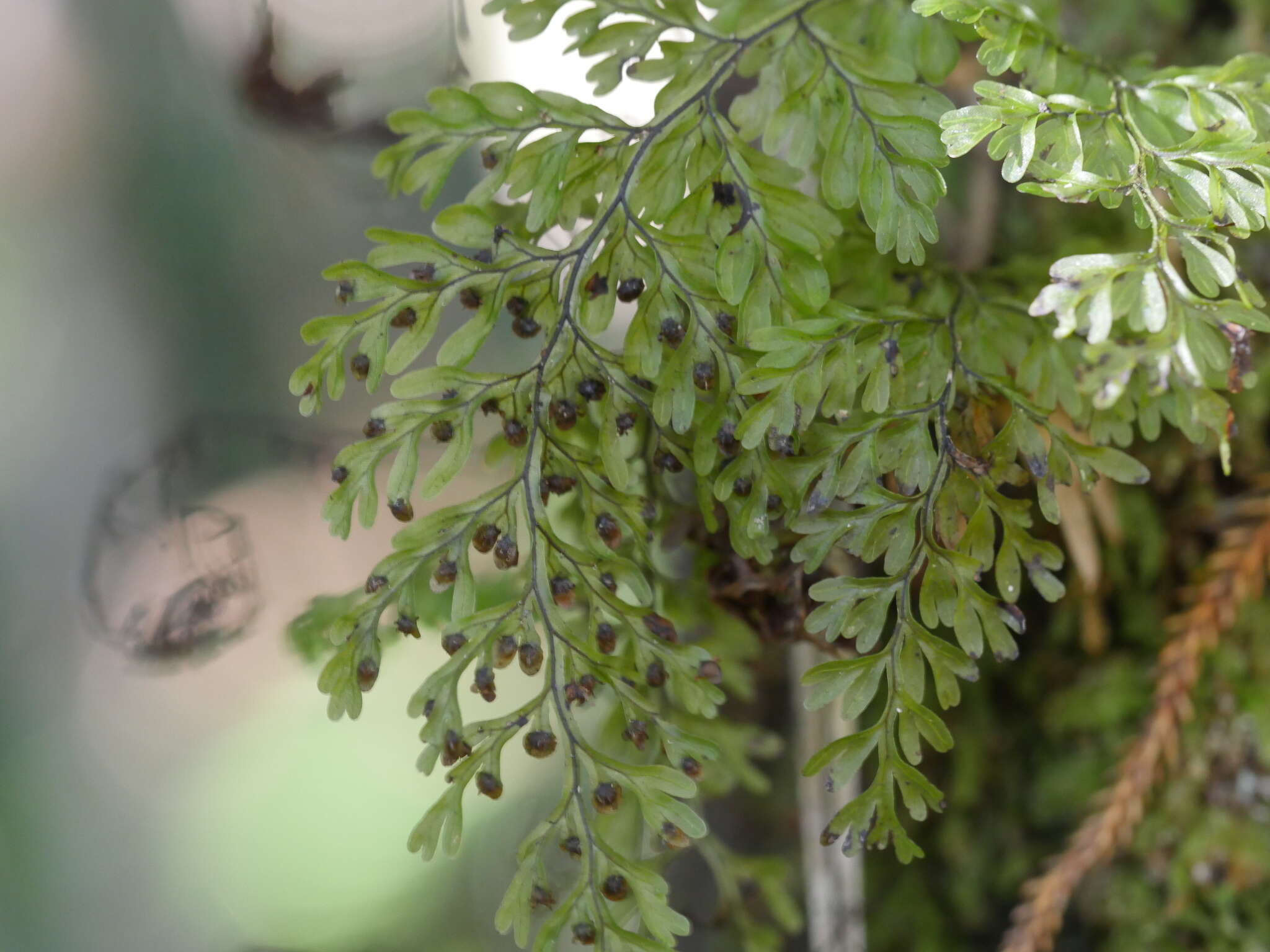 Hymenophyllum sanguinolentum (G. Forst.) Sw.的圖片