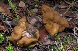 Image de Gyromitra californica (W. Phillips) Raitv. 1965