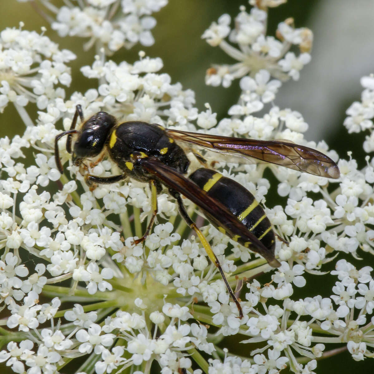 Image of Ancistrocerus antilope (Panzer 1789)