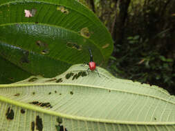 Image of Trachelophorus