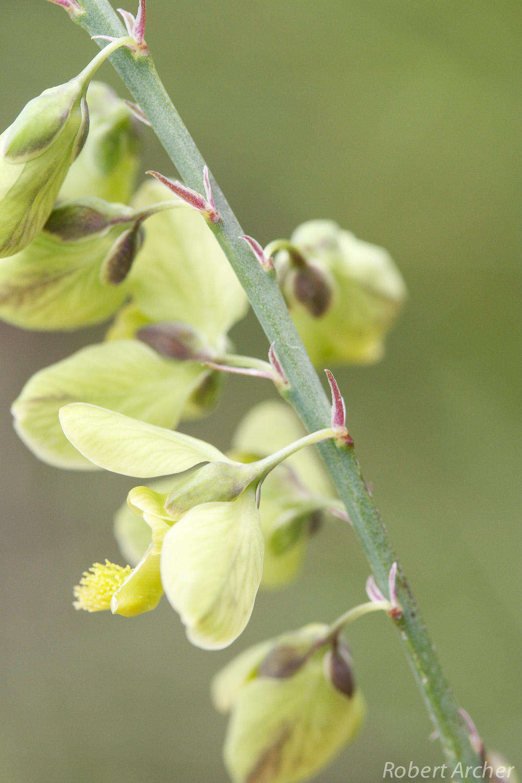 Image of Polygala leendertziae Burtt Davy