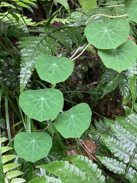 Stephania cephalantha Hayata的圖片