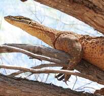 Image of Varanus panoptes rubidus Storr 1980