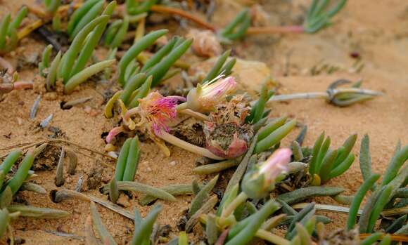 Image of Cephalophyllum tricolorum (Haw.) N. E. Br.