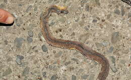 Image of Black Odd-scaled Snake