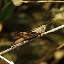 Слика од Staurorhectus longicornis Giglio-Tos 1897