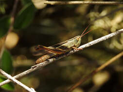 Image de Staurorhectus longicornis Giglio-Tos 1897