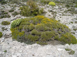 Image de Genista lobelii subsp. longipes (Pau) Heywood