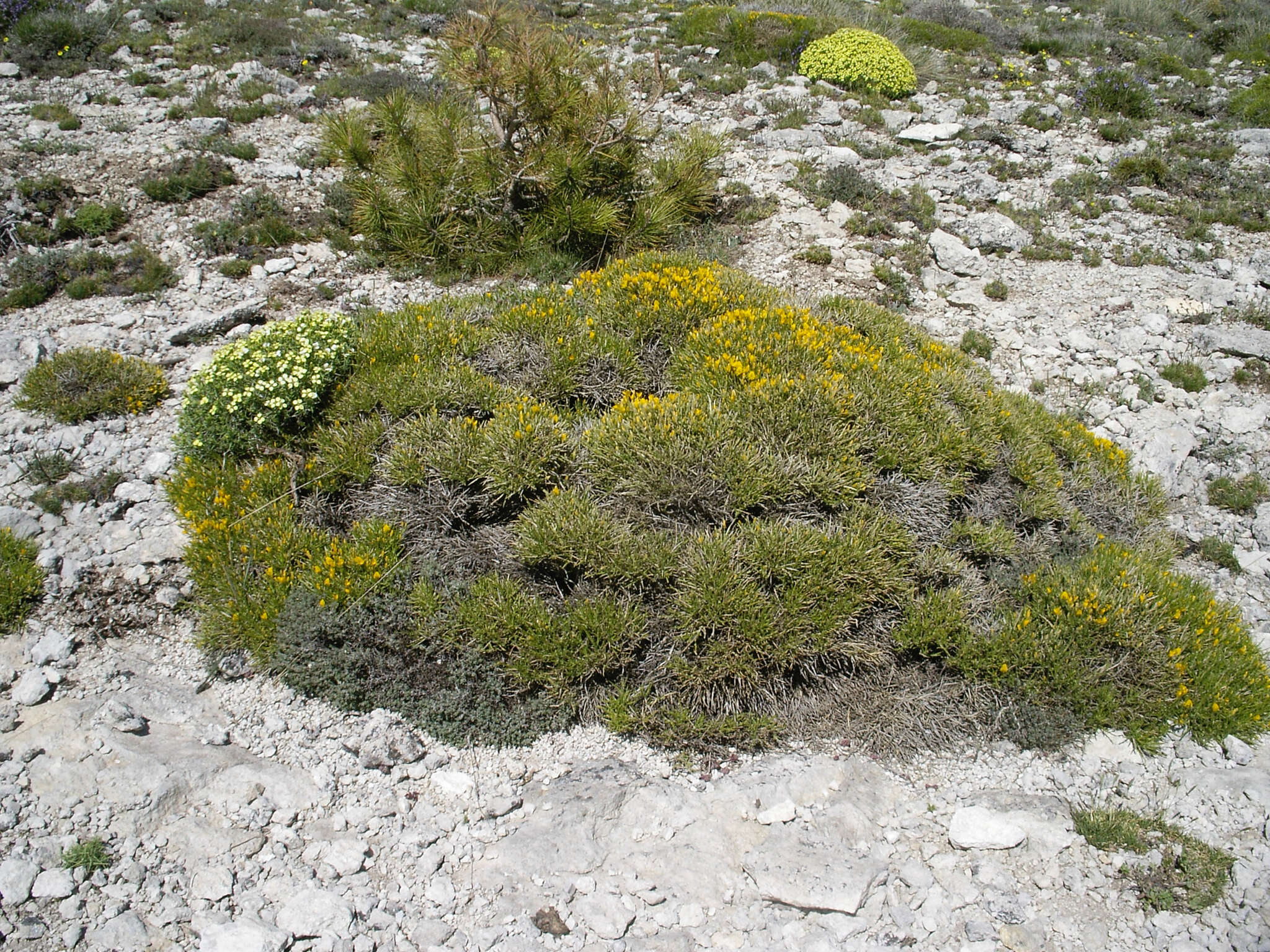 Image de Genista lobelii subsp. longipes (Pau) Heywood