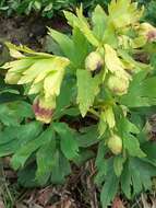 Image of Helleborus vesicarius Aucher