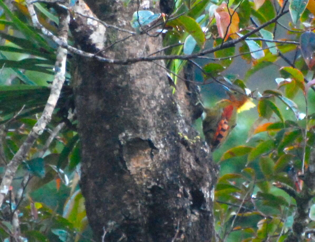 Image of Checker-throated Woodpecker