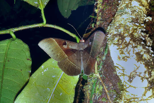 Image of Cyligramma joa Boisduval 1833