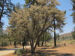 Plancia ëd Cercocarpus ledifolius Nutt.