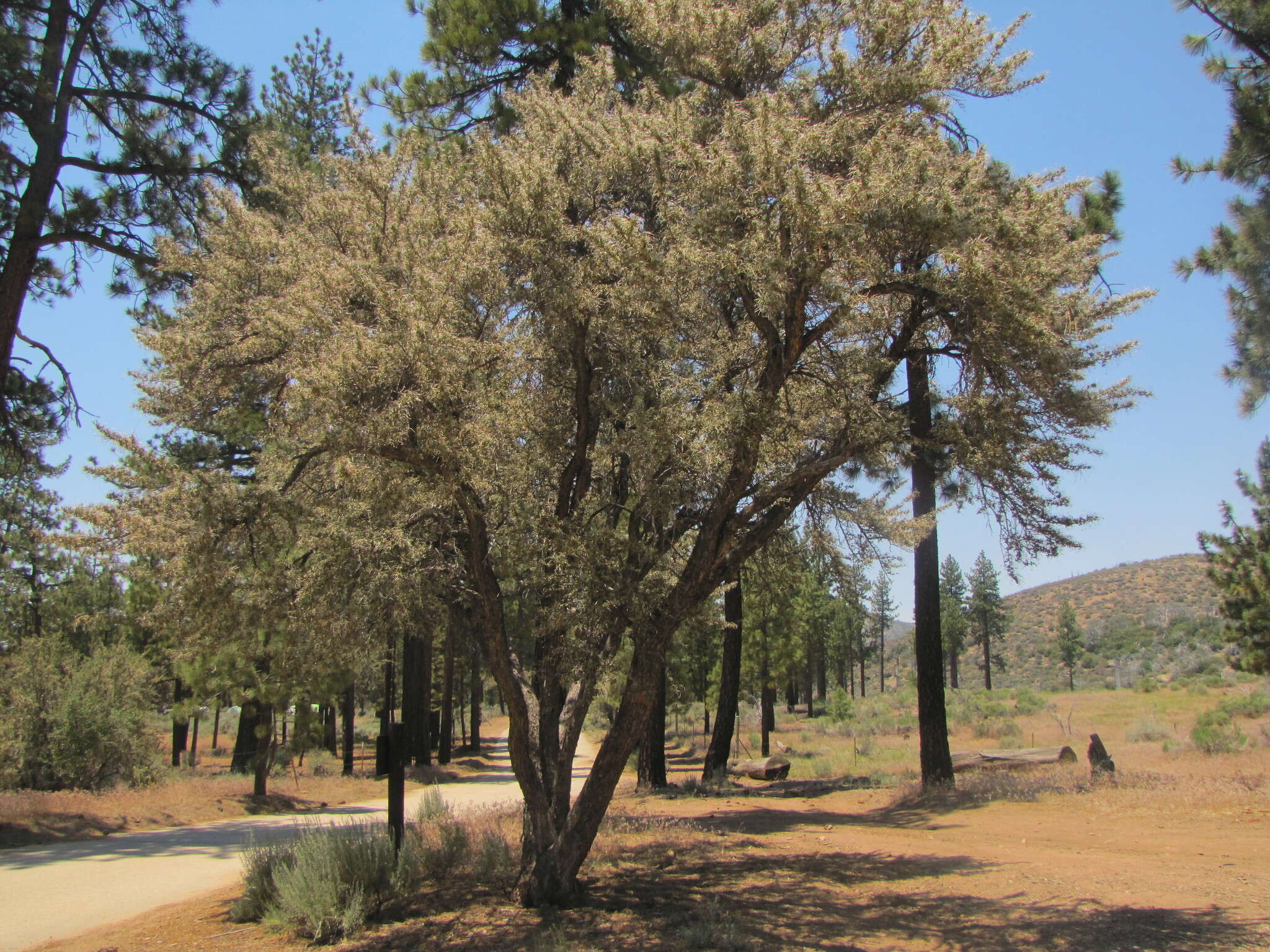 Plancia ëd Cercocarpus ledifolius Nutt.