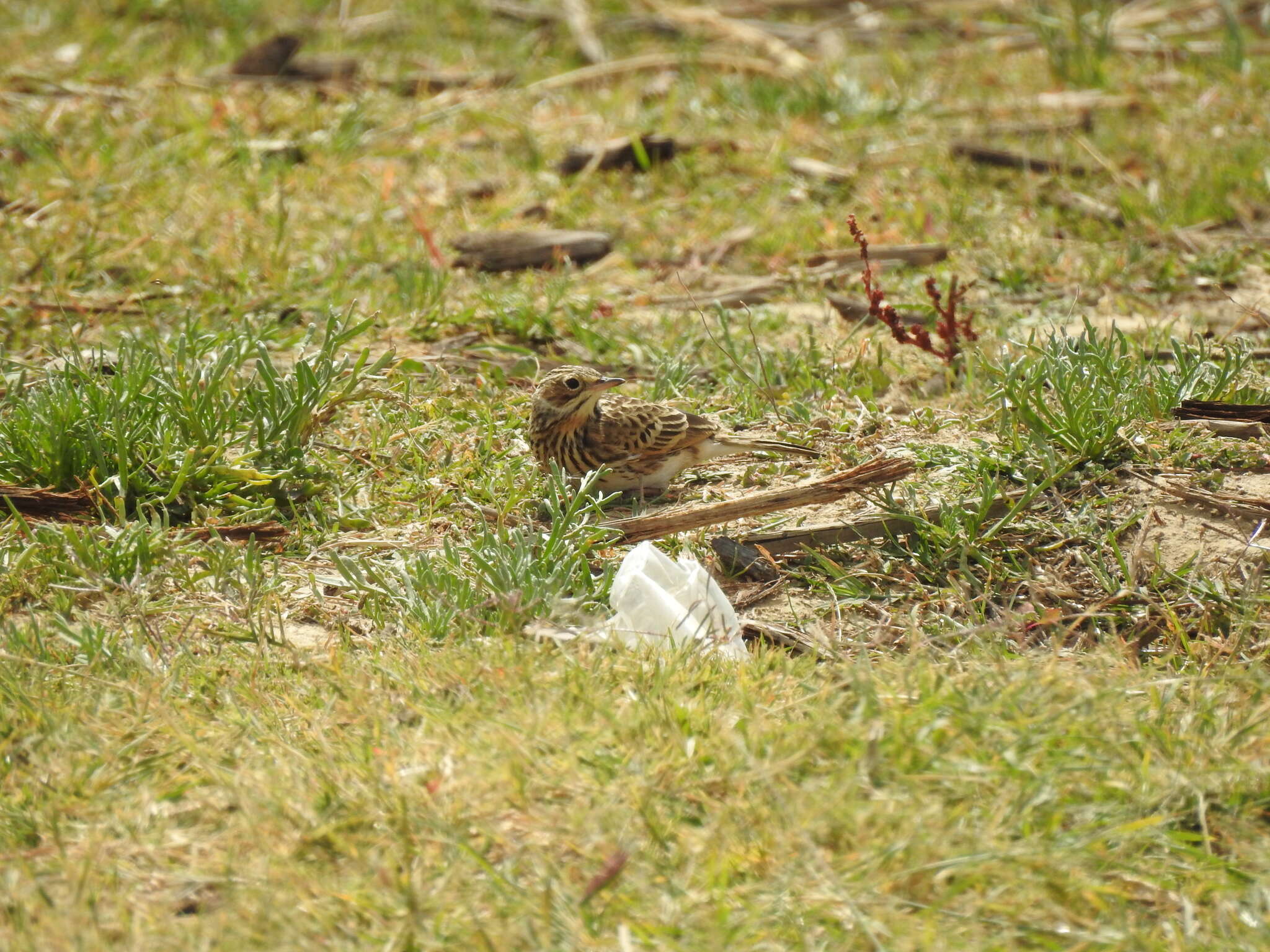 Image of Puna Pipit