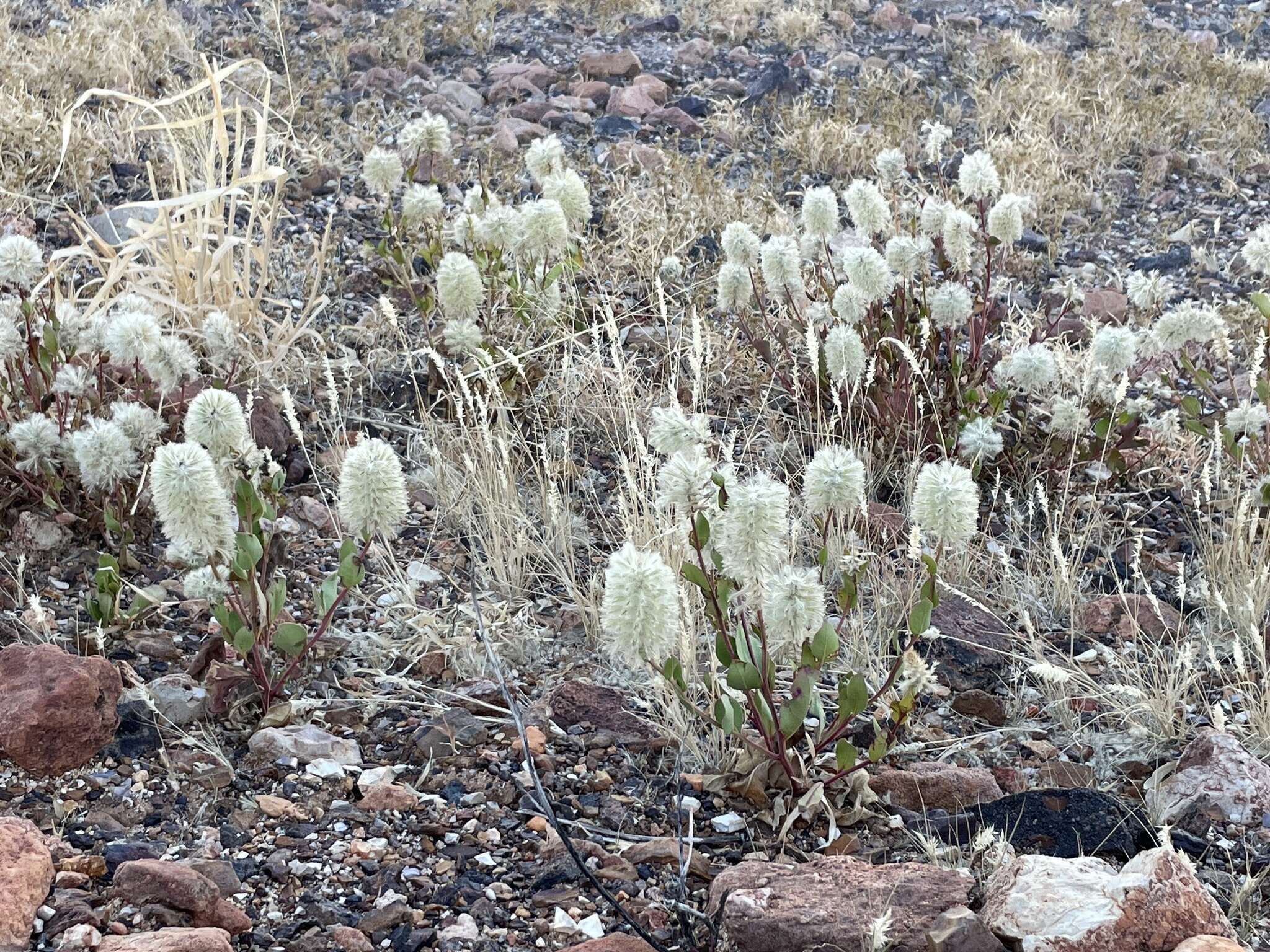 Image of Ptilotus nobilis F. Müll.