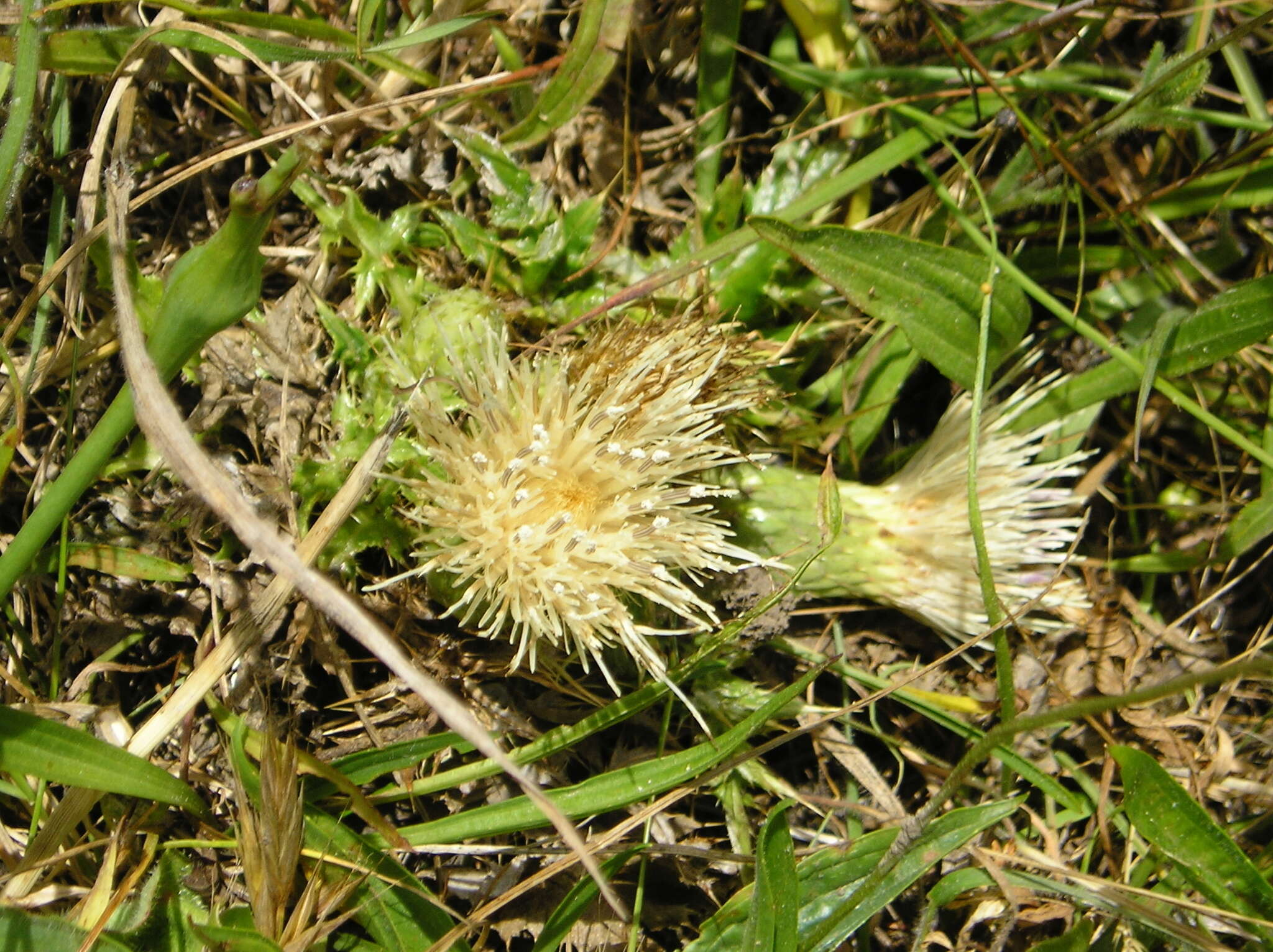 Image of Alameda County thistle