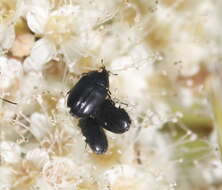 Orphilus subnitidus Le Conte 1861 resmi