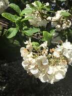 Imagem de Viburnum macrocephalum Fortune