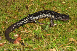 Image de Plethodon aureolus Highton 1984