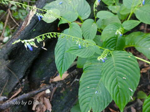 Imagem de Rhynchoglossum obliquum Blume