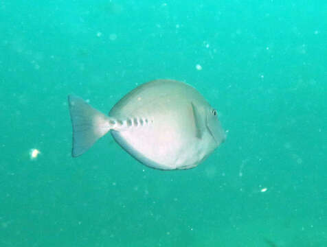 Image of Sawtail surgeonfish